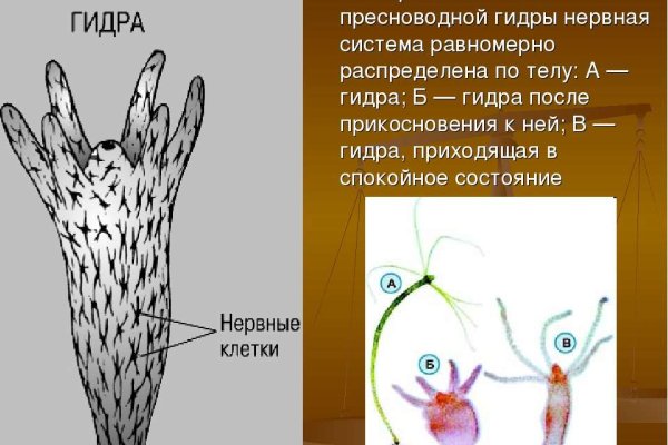 Что такое кракен сайт в россии